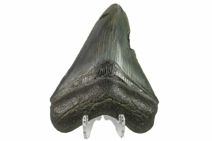 3.49" Fossil Megalodon Tooth - Serrated Blade
